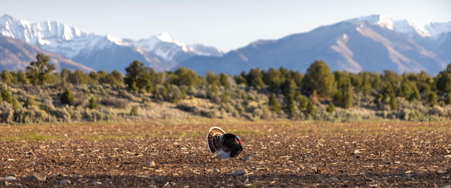 Merriam's Turkey in Colorado
