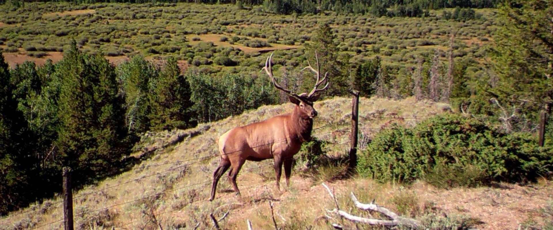 Elk hunting in Colorado