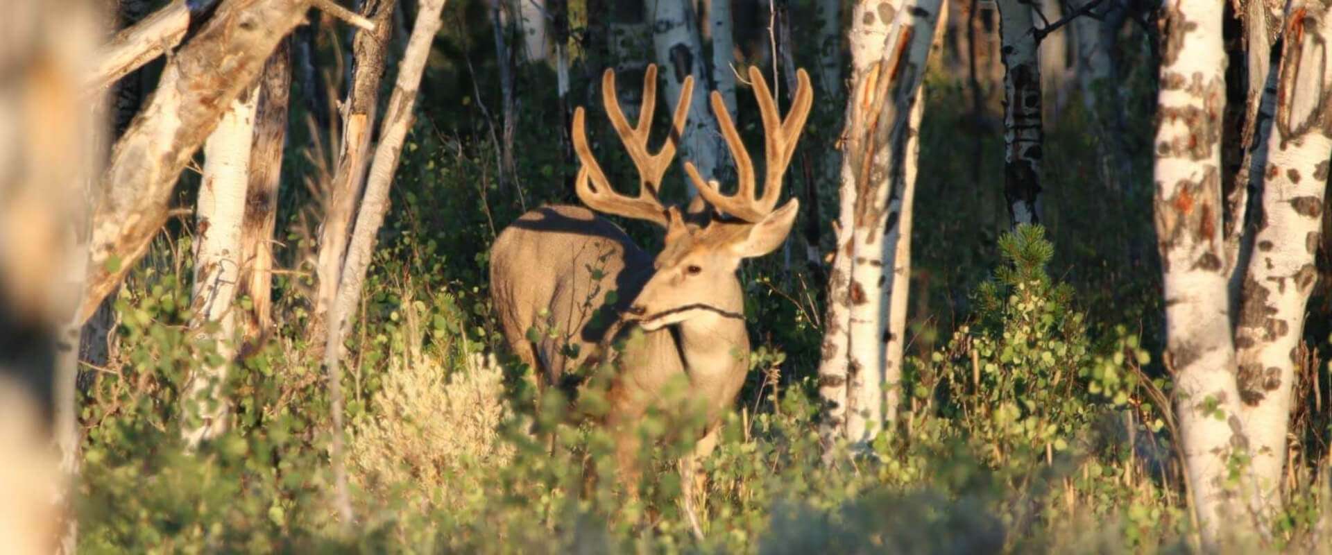 Mule deer hunting in Colorado
