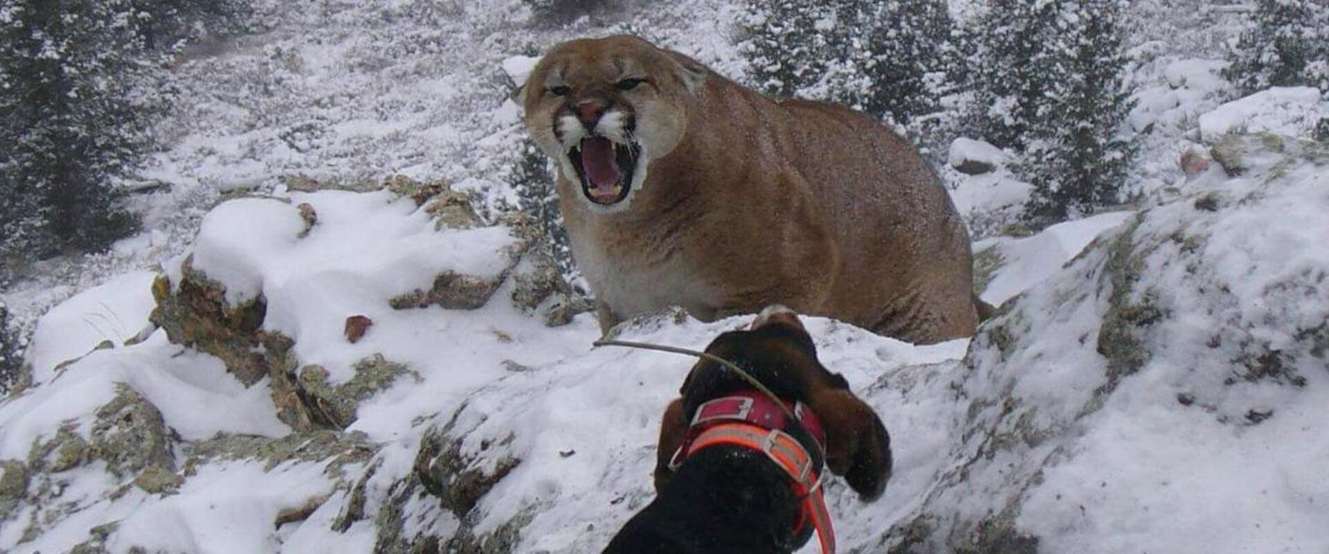Colorado mountain lion hunting