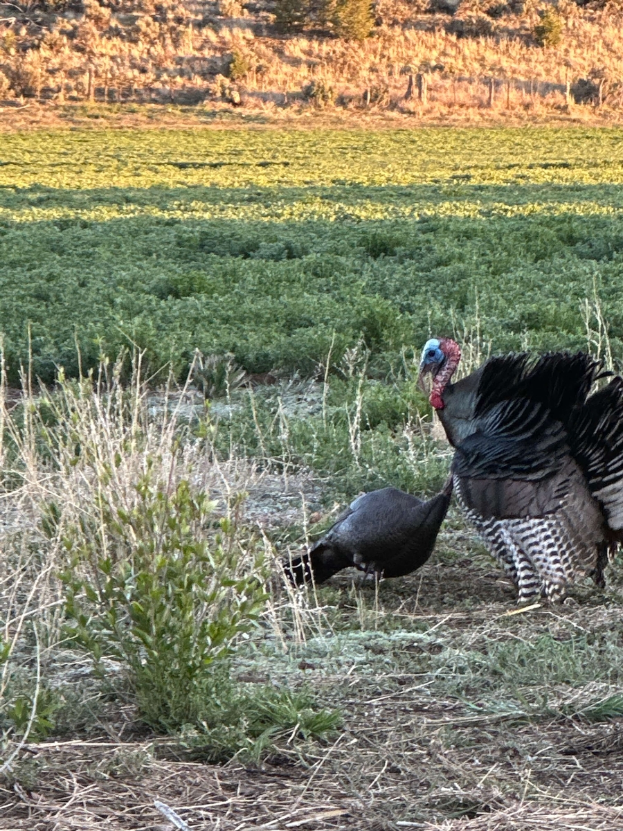 Guided Merriam's Turkey Hunts | Colorado Turkey Hunting Outfitters